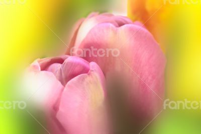 Fresh colorful tulips on blur background