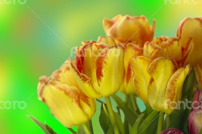 Fresh colorful tulips on blur background