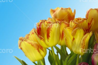 Fresh colorful tulips on blur background