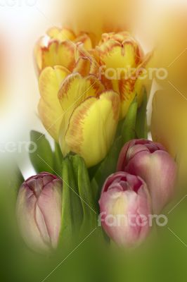 Fresh colorful tulips on blur background