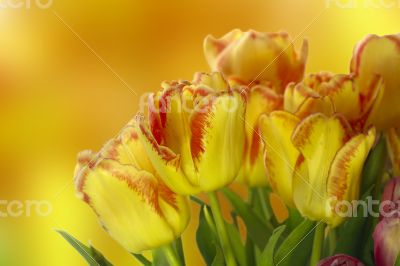 Fresh colorful tulips on blur background