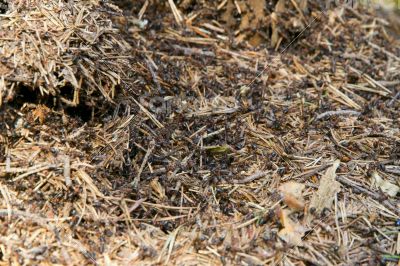 Lots of ants on the old wooden stump.