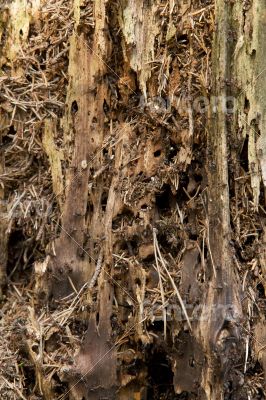 Lots of ants on the old wooden stump.