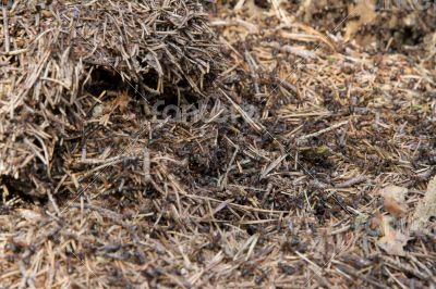 Lots of ants on the old wooden stump.