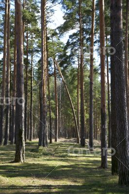 Tall pines and spruce forest in the spring.