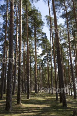 Tall pines and spruce forest in the spring.