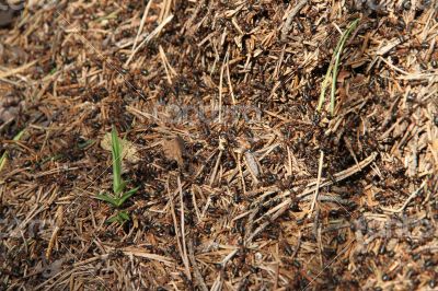 Lots of ants on the old wooden stump.