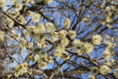 Fluffy soft willow buds in early spring.