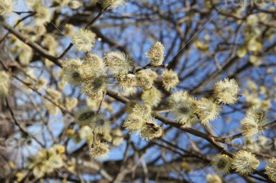 Fluffy soft willow buds in early spring.