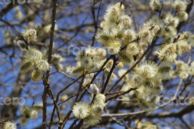 Fluffy soft willow buds in early spring.