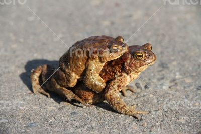 Two frogs. One sits on the other. Frogs crawl through asphalted 