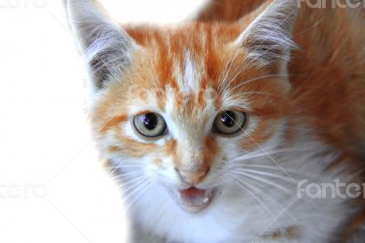 Fire colors kitten isolated on the white background