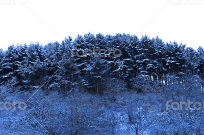 Trees covered with hoarfrost and snow in mountains