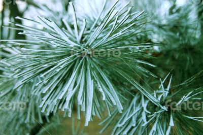 Snow laying on the green pins of Christmas tree