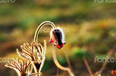 Pasque Wild Flower Group in setting sun 