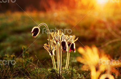 Pasque Wild Flower Group in setting sun 