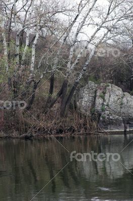 Aspen on the river bank