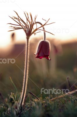 Pasque-flower growing in nature on sunset, macro spring floral b
