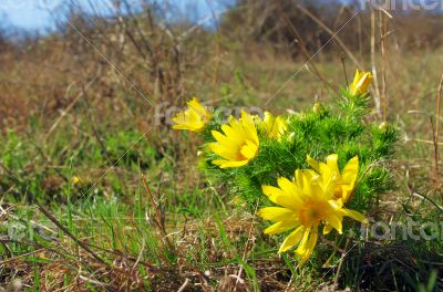 Wild yellow adonis  growing in nature, floral natural background