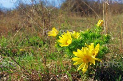 Wild yellow adonis growing in nature, floral natural background Wild yellow adonis growing in nature, floral natural background