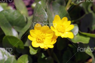 Wild adonis  in meadow during sunrise 