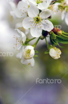Cherry blossom closeup over natural background