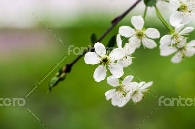 Cherry blossom closeup over natural background