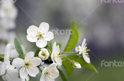 Cherry blossom closeup over natural background