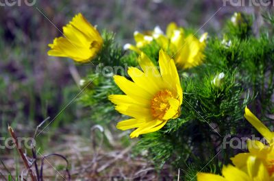 Wild yellow adonis growing in nature, floral natural background 