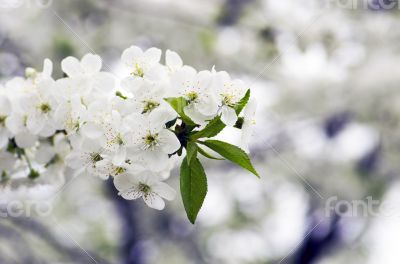 Cherry blossom closeup over natural background