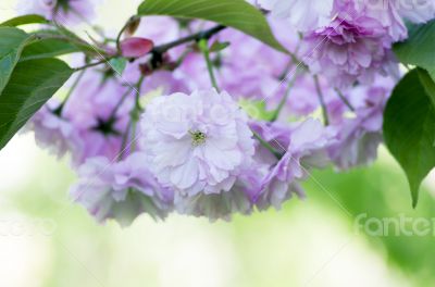 sakura. cherry blossom in springtime, beautiful pink flowers