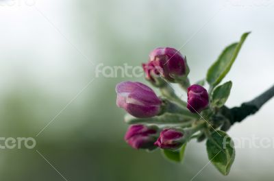 blossom apple tree. Apple flowers close-up. 