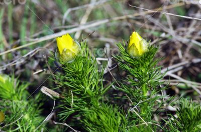 Wild yellow adonis growing in nature, floral natural background