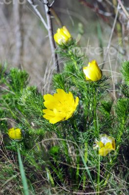 Wild yellow adonis growing in nature, floral natural background