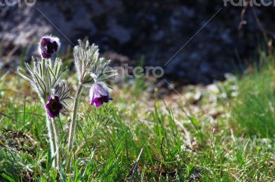 Pasque Wild Flower Group in setting sun 