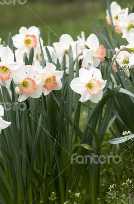 narcissus flowers over natural background. 