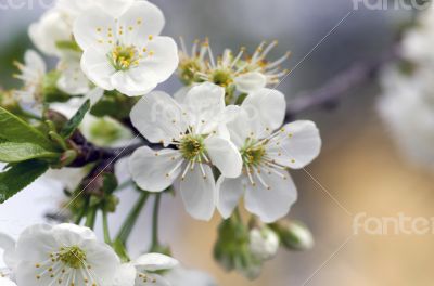 Cherry blossom closeup over natural background 