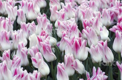 Spring background with tulips over natural background