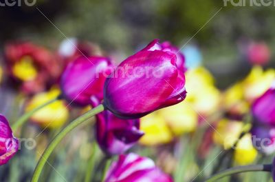 Spring background with tulips over natural background