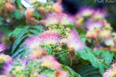 Albizia julibrissin - silk tree 