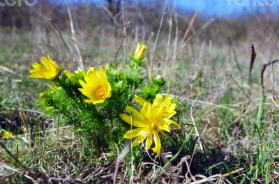 Wild yellow adonis growing in nature, floral natural background