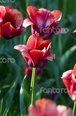 Spring background with tulips