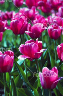 Spring background with tulips 