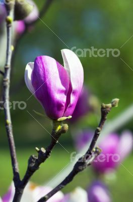 magnolia tree blossom over natural background