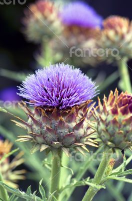 A beautiful flower of a wild artichoke growing along a footpath 