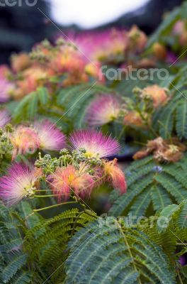 Albizia julibrissin - silk tree over natural background