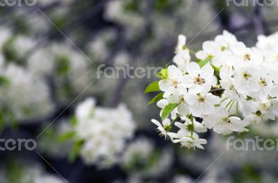 Cherry blossom closeup over natural background 