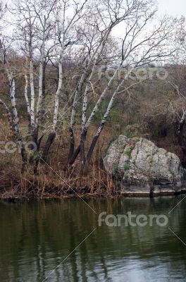 Aspen on the river bank 