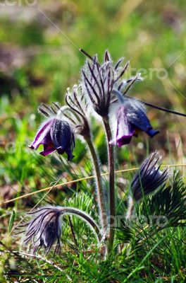 Pasque-flower growing in nature on sunset, macro spring floral b