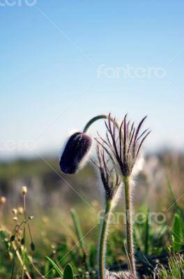 Pasque-flower growing in nature on sunset, macro spring floral b